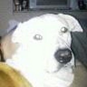 Meet your Posher, Thomas